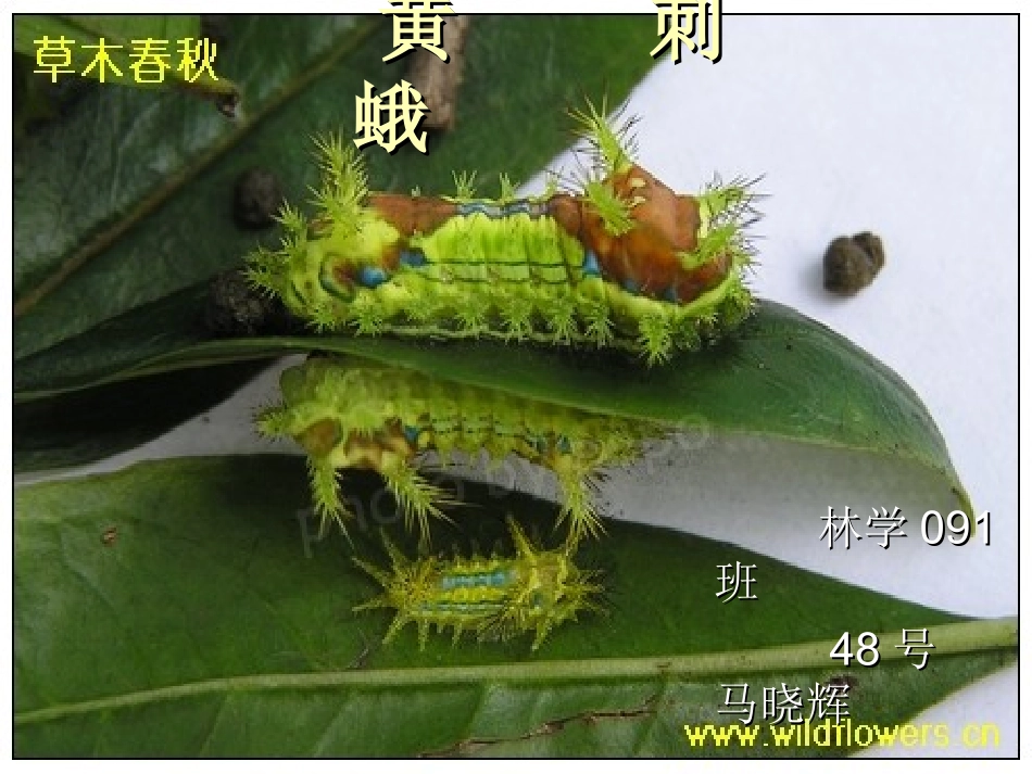 黄刺蛾——果树病虫害论文_第2页