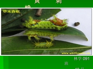 黄刺蛾——果树病虫害论文