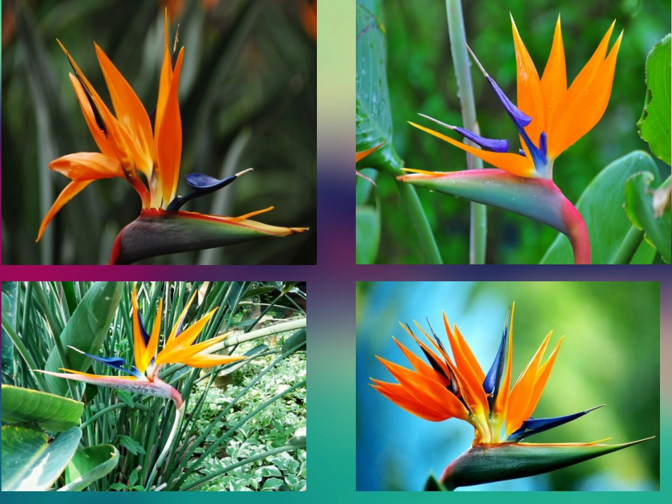 鹤望兰 设施栽培技术2_第2页