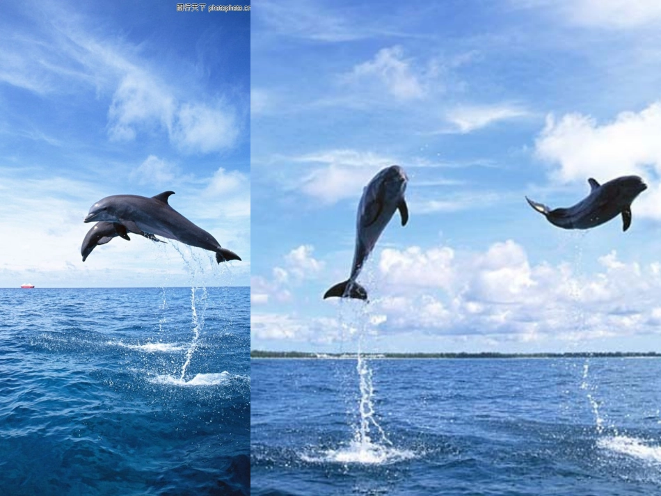 鲸-PPT课件_第3页