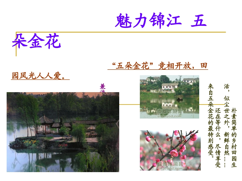 魅力锦江 五朵金花(完整版)_第2页