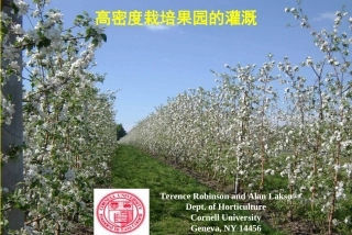 高密度栽培果园的灌溉