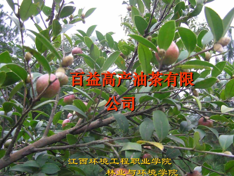 高品质油茶项目成果汇报材料_第1页