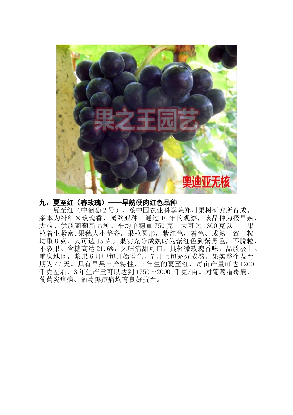 高品质欧亚种葡萄(中)_第3页