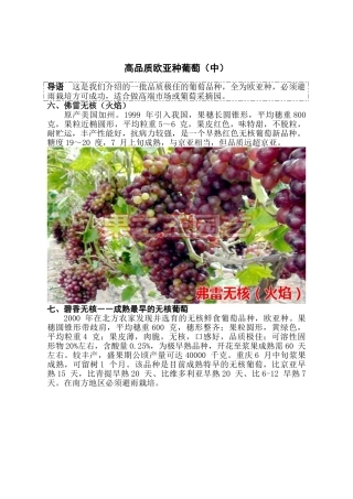 高品质欧亚种葡萄(中)