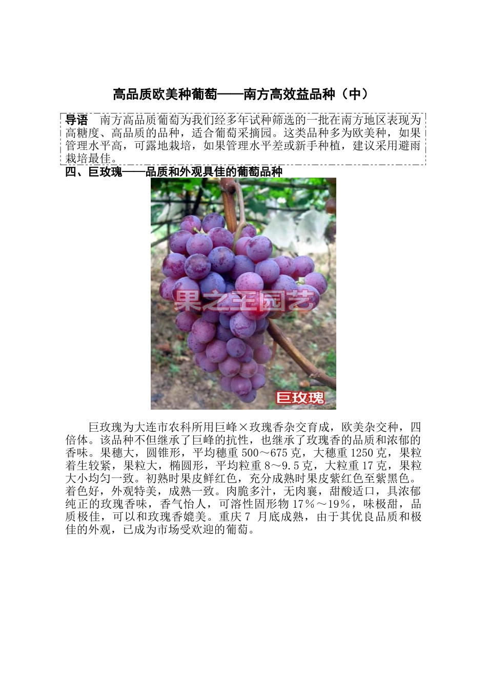 高品质欧美种葡萄——南方高效益品种(中)_第1页