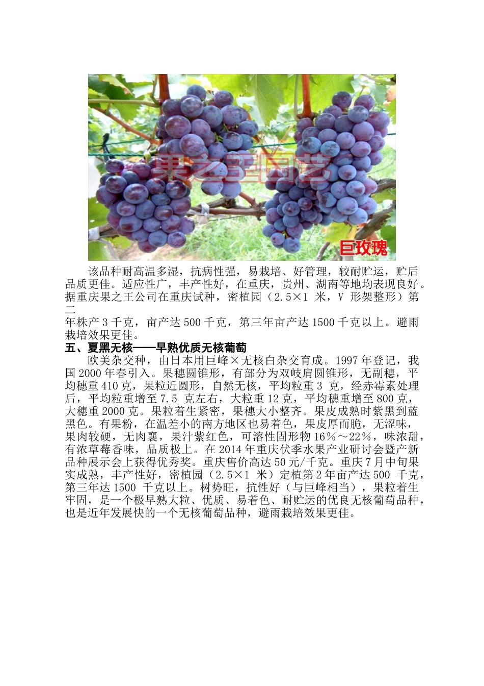 高品质欧美种葡萄——南方高效益品种(中)_第2页