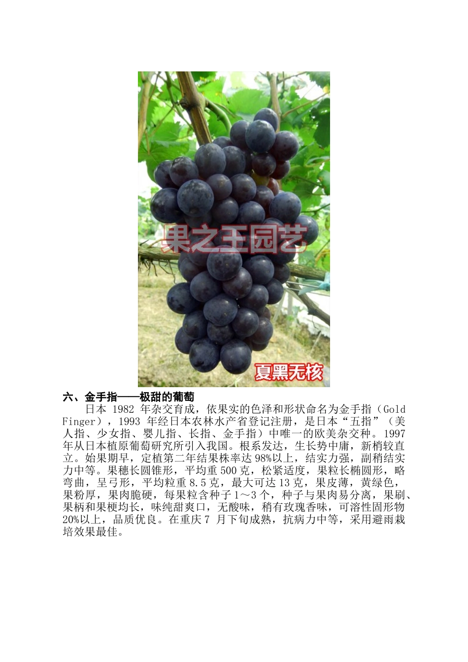 高品质欧美种葡萄——南方高效益品种(中)_第3页