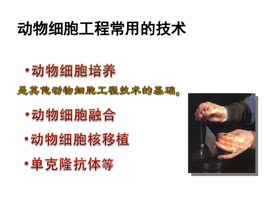 高二生物选修(3)课件：2.2.1动物细胞培养和核移植技术_第2页