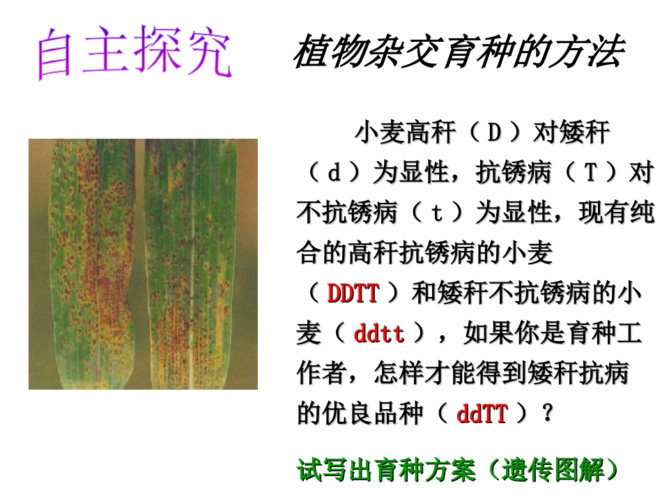 高中生物必修二第六章《从杂交育种到基因工程》_第3页
