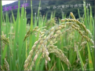 高中生物必修二第六章《从杂交育种到基因工程》