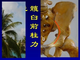 骨盆解剖11