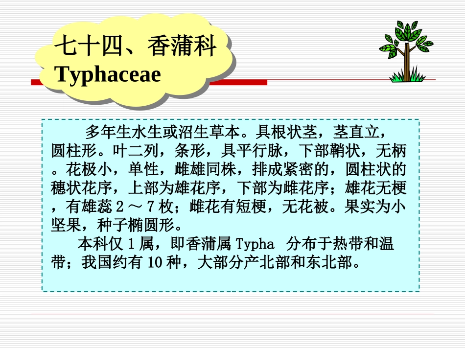 香蒲科 Typhaceae_第1页