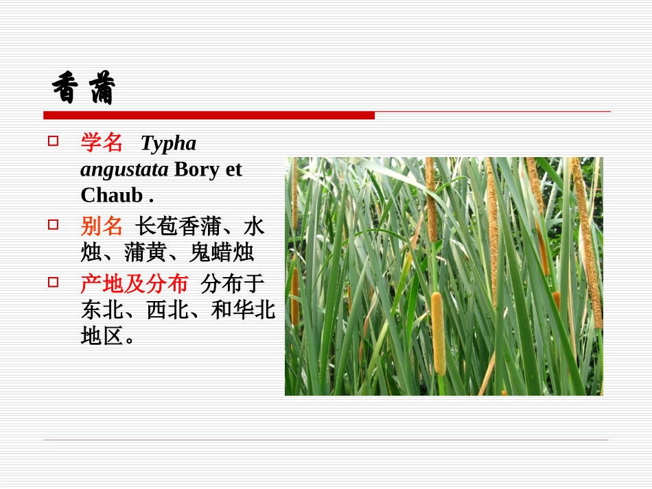 香蒲科 Typhaceae_第2页