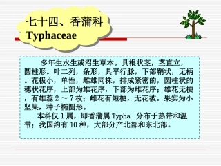 香蒲科 Typhaceae