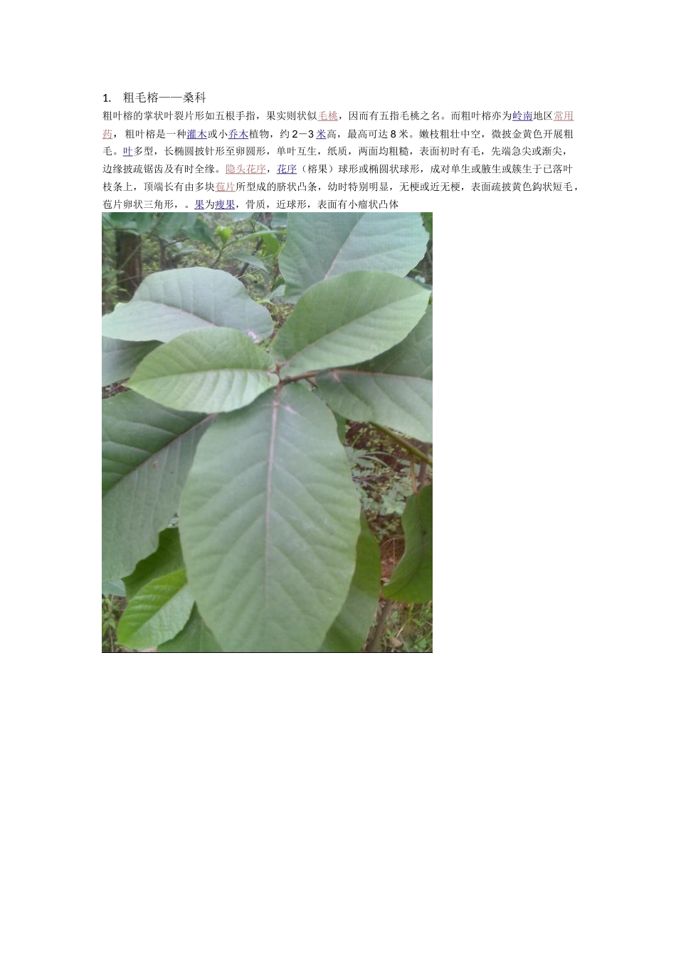 韶关森林公园植物_第1页