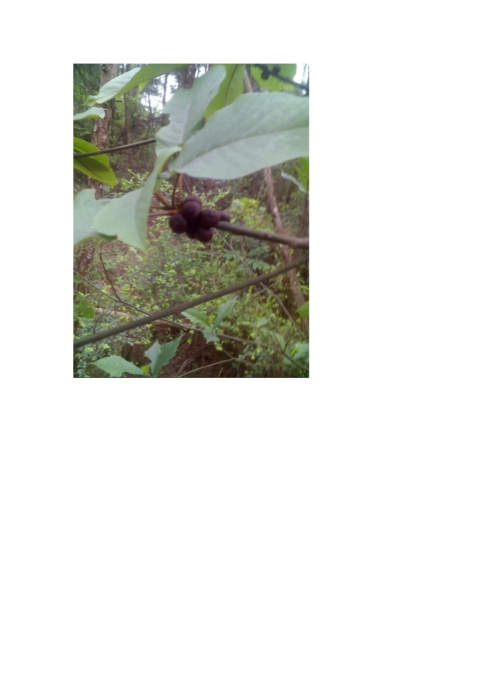 韶关森林公园植物_第2页