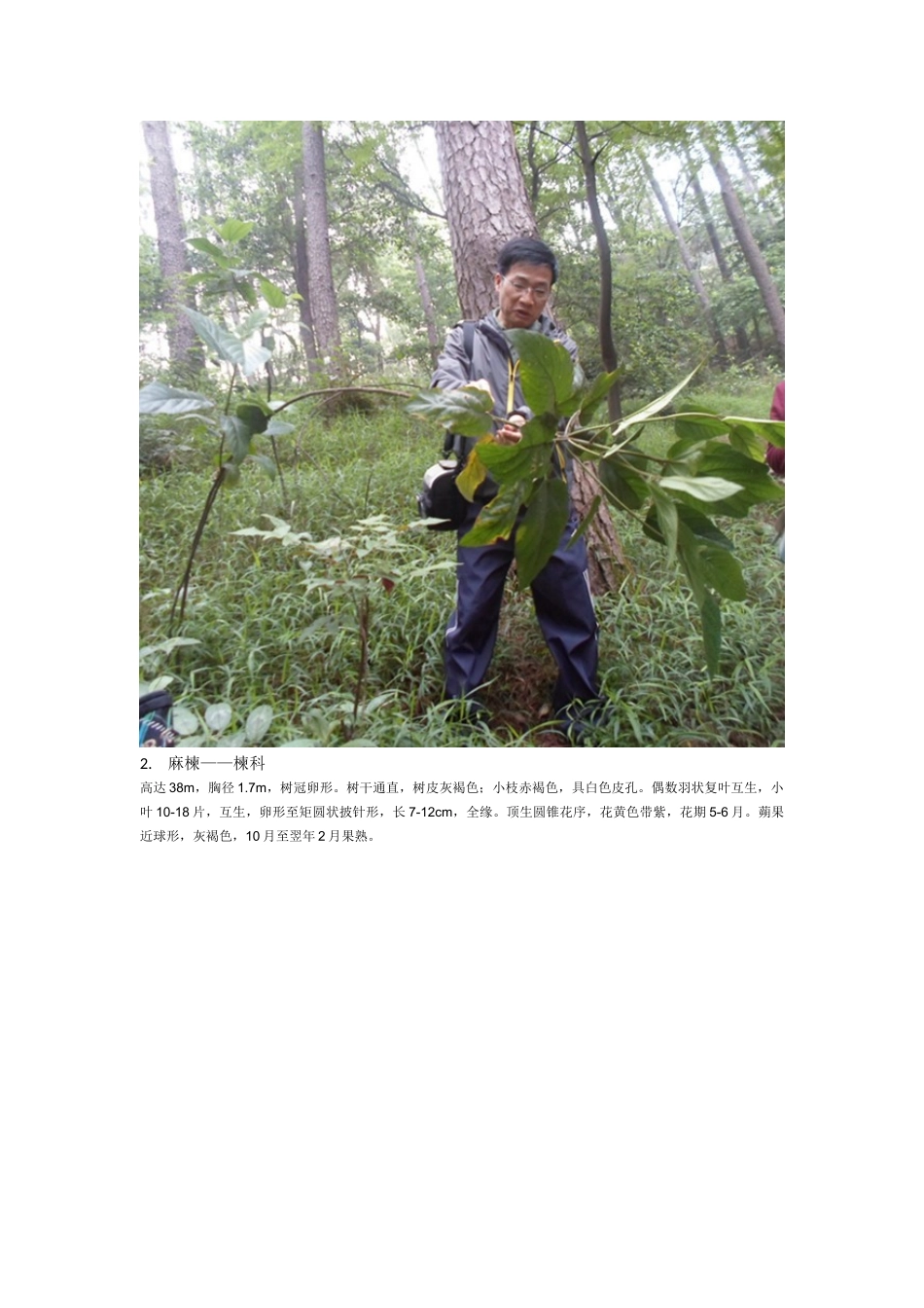 韶关森林公园植物_第3页