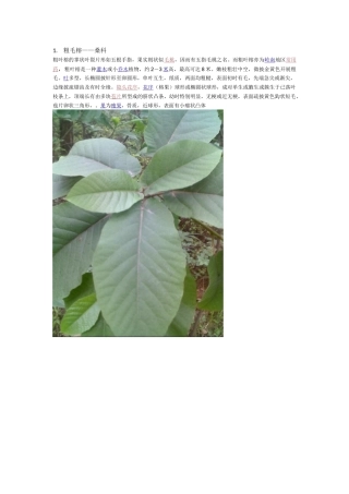 韶关森林公园植物