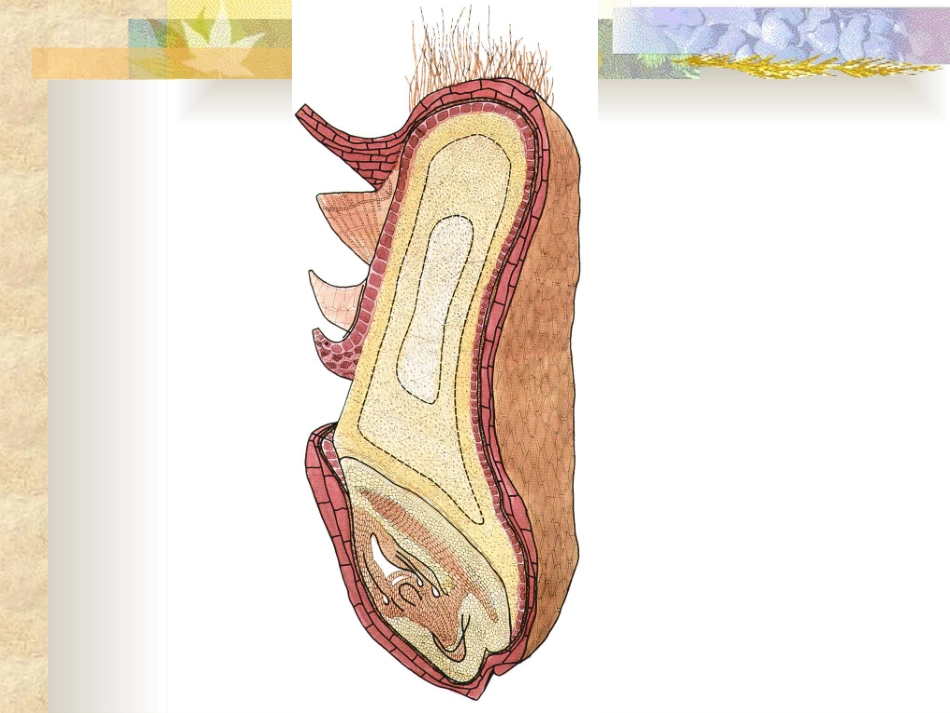 面粉生产及加工工艺_第3页