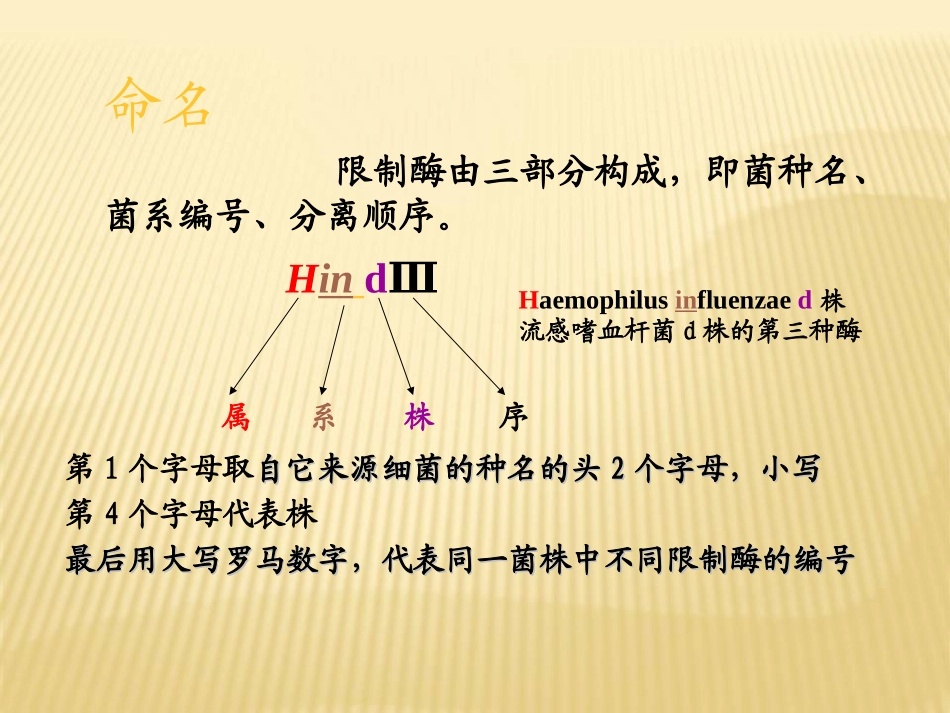 限制性内切酶1_第3页