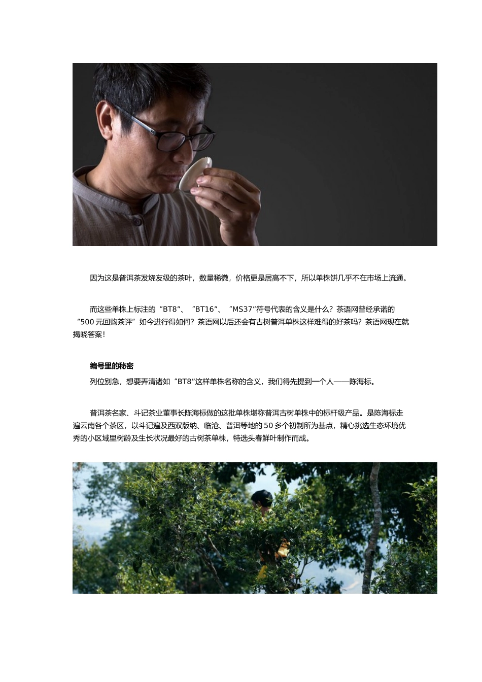 陈海标监制古树普洱单株“第二季” 我们仍花500元回购茶评_第2页