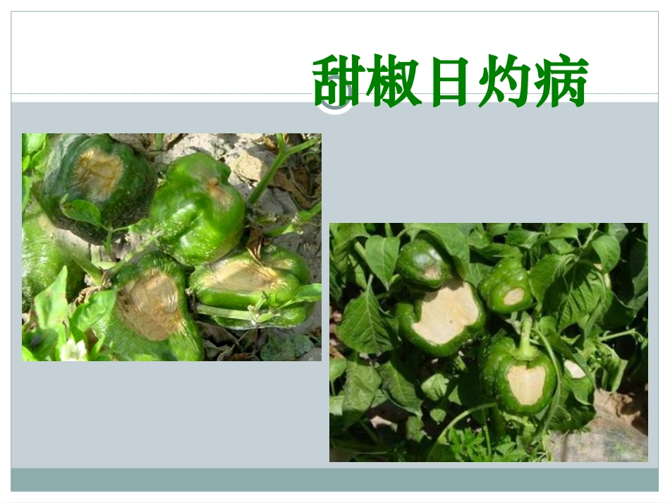 辣椒病虫害图谱与防治_第3页