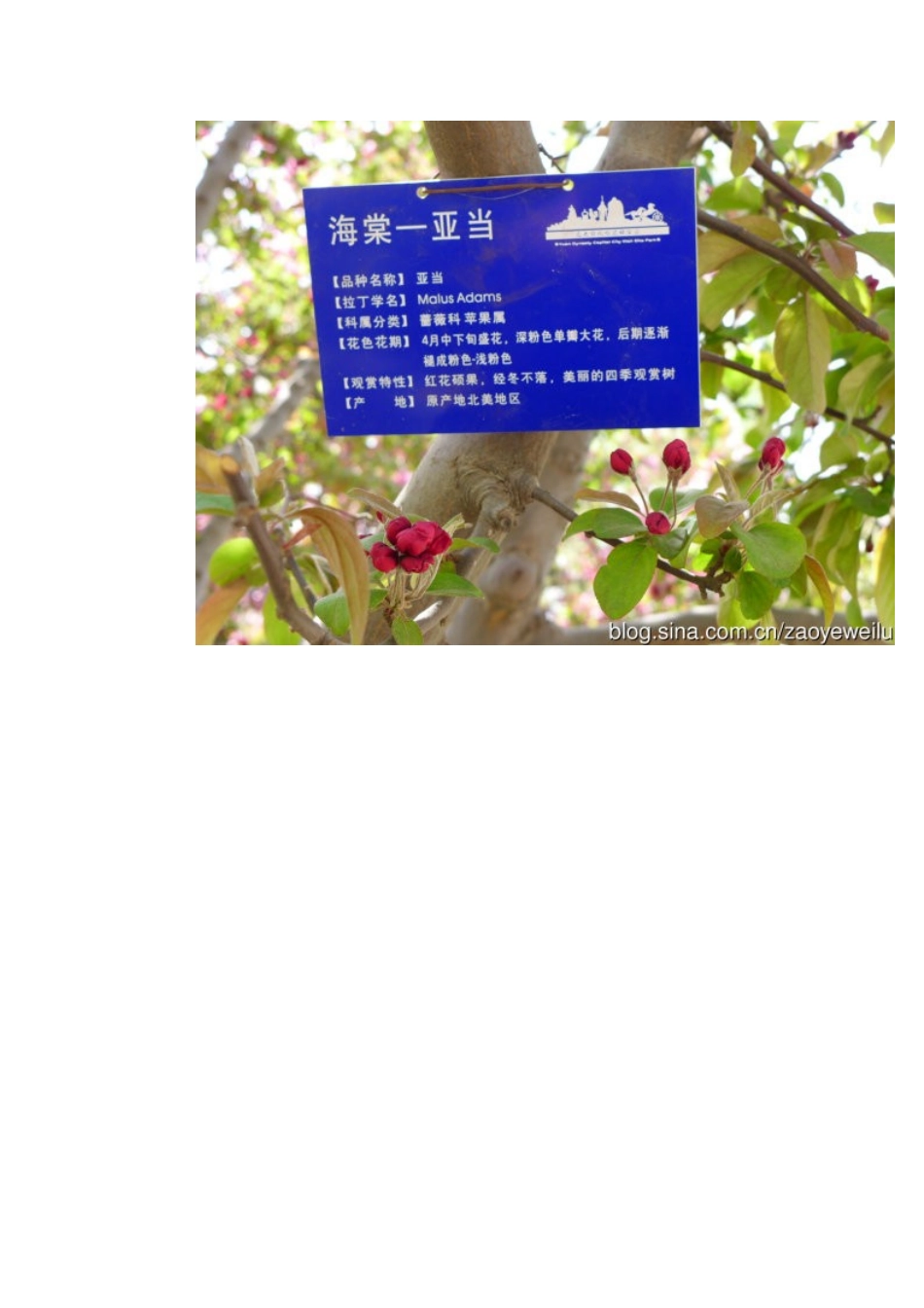 转发：今年观赏到的北京海棠花及其海棠花的品种 (组图)_第2页