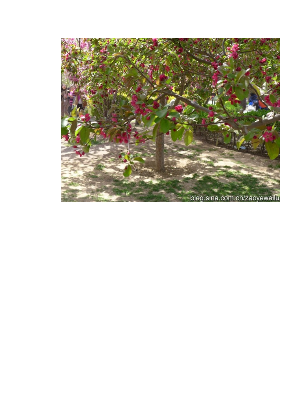 转发：今年观赏到的北京海棠花及其海棠花的品种 (组图)_第3页