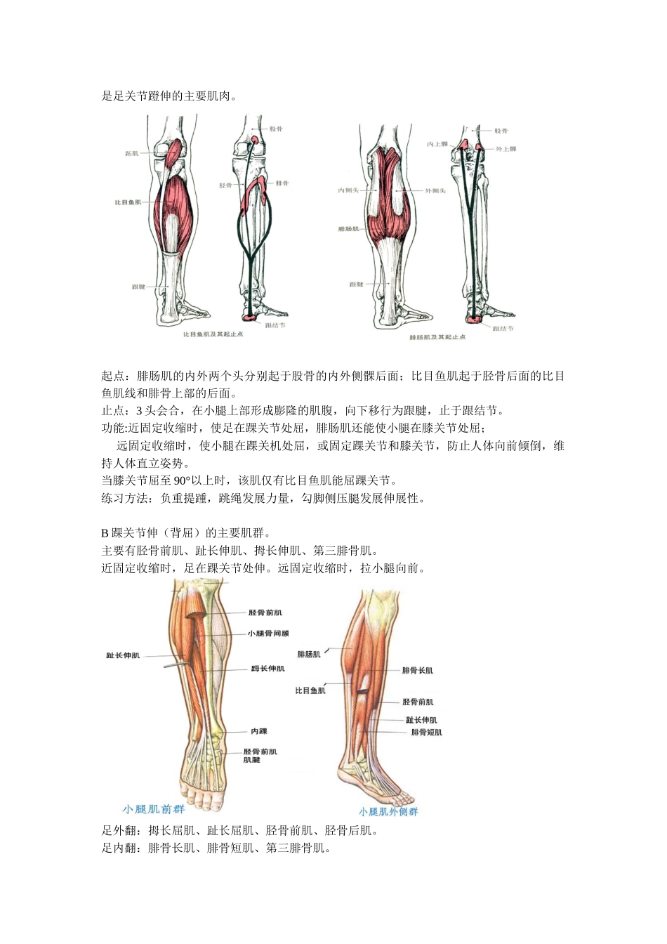 踝关节功能解剖、损伤与恢复_第3页