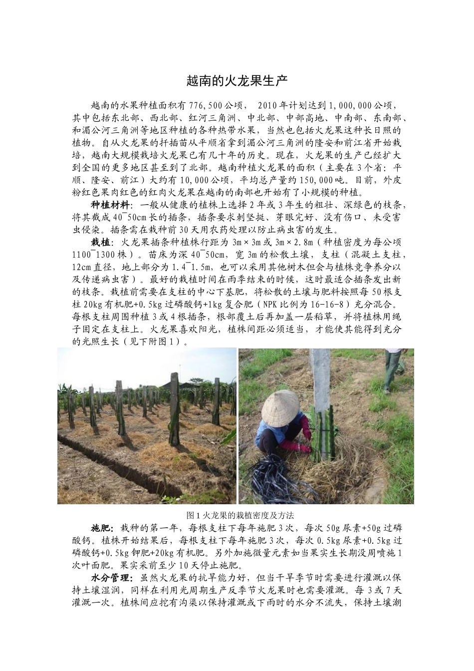 越南的火龙果生产_第1页