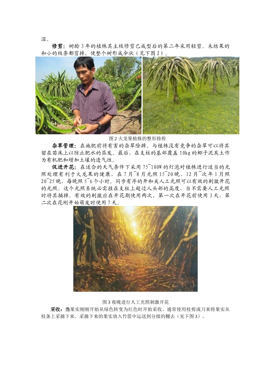 越南的火龙果生产_第2页