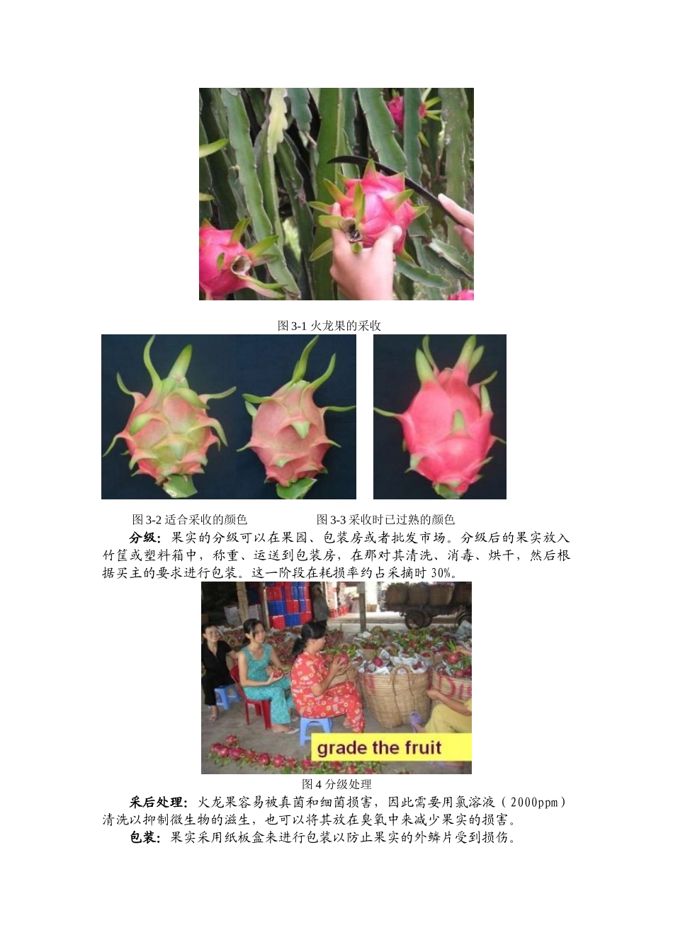 越南的火龙果生产_第3页