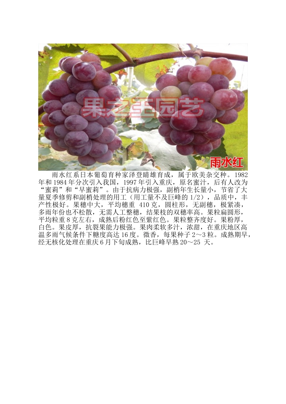 超甜超抗葡萄品种——南方露地栽培的最佳选择(中)_第2页