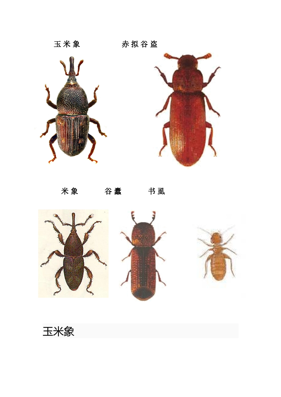谷物中常见的害虫_第1页