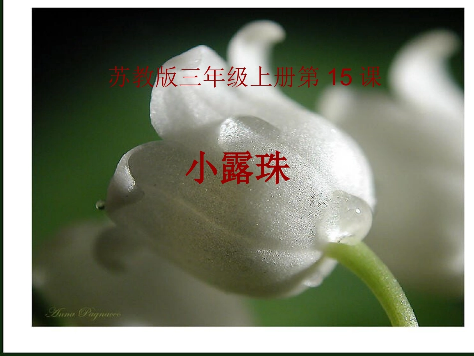 小露珠1-(2)_第2页