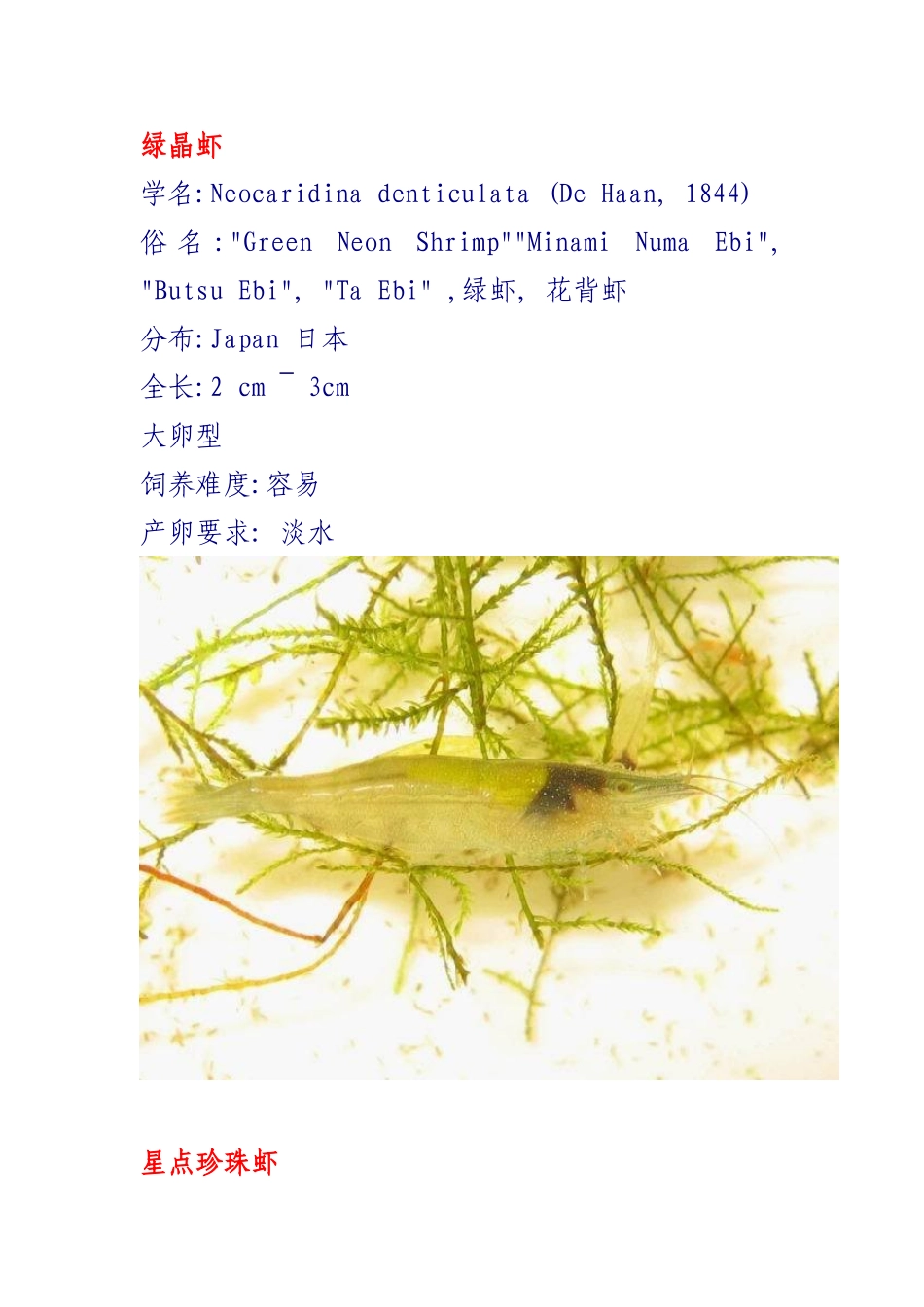 观赏虾的种类_第1页