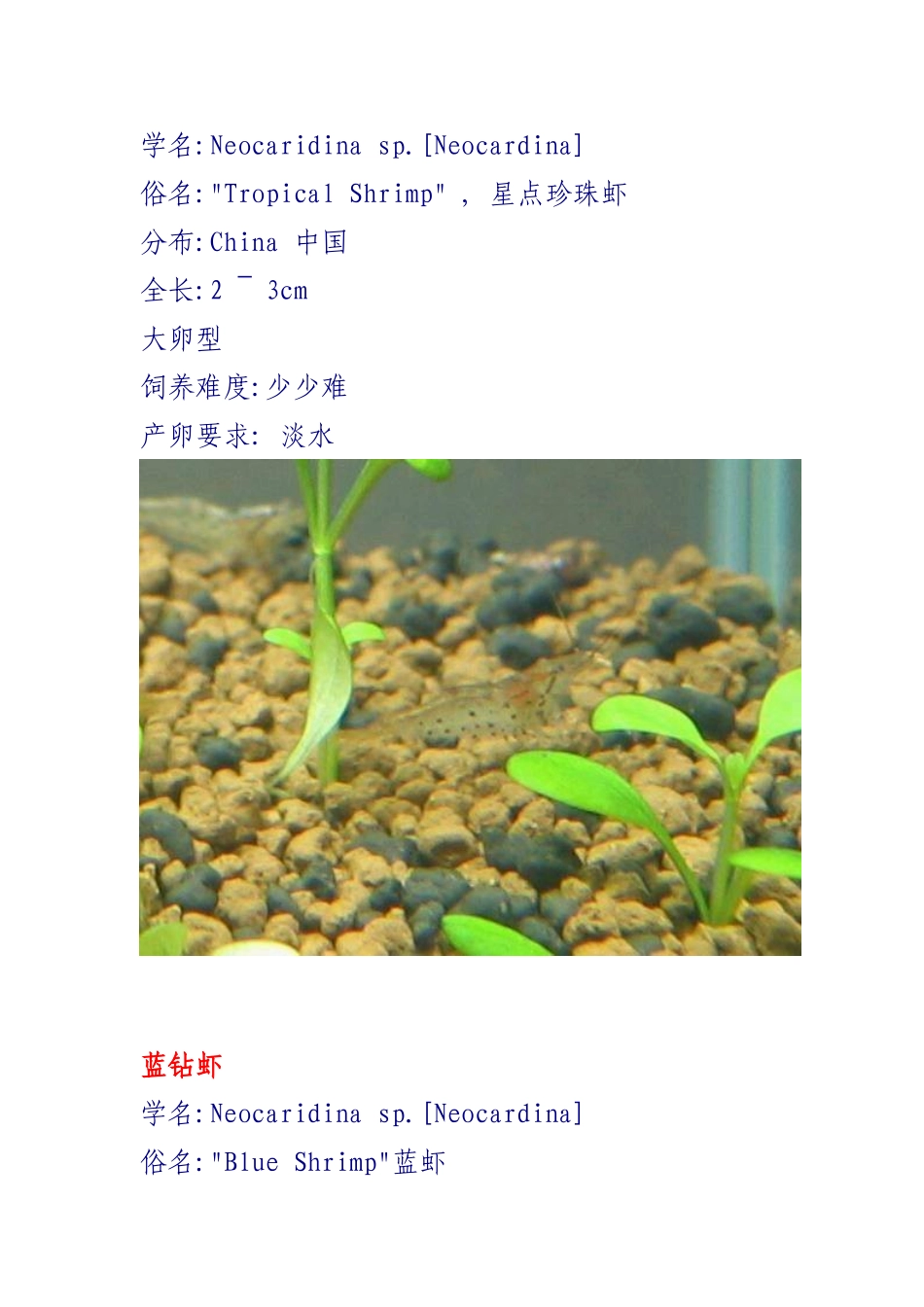 观赏虾的种类_第2页