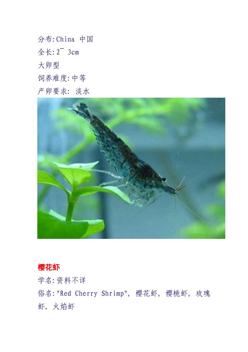 观赏虾的种类_第3页