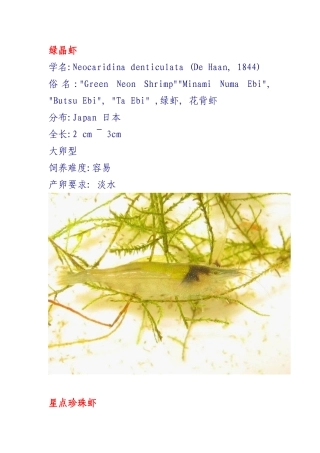 观赏虾的种类