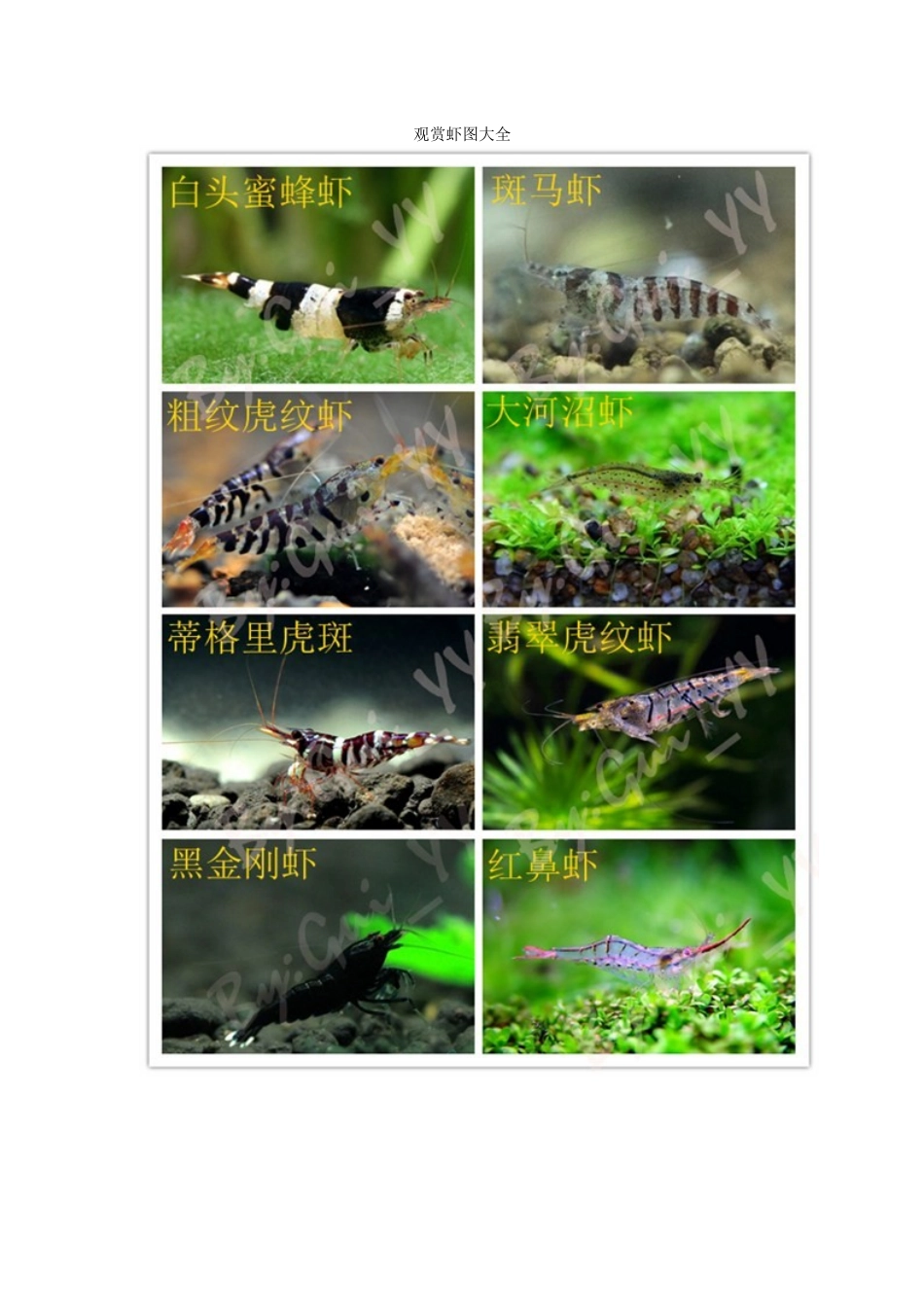观赏虾图大全+观赏螺大全_第1页