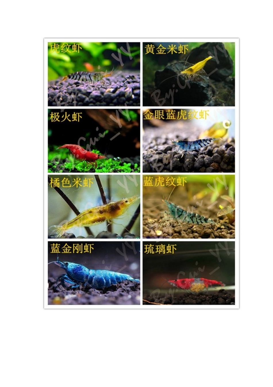 观赏虾图大全+观赏螺大全_第2页