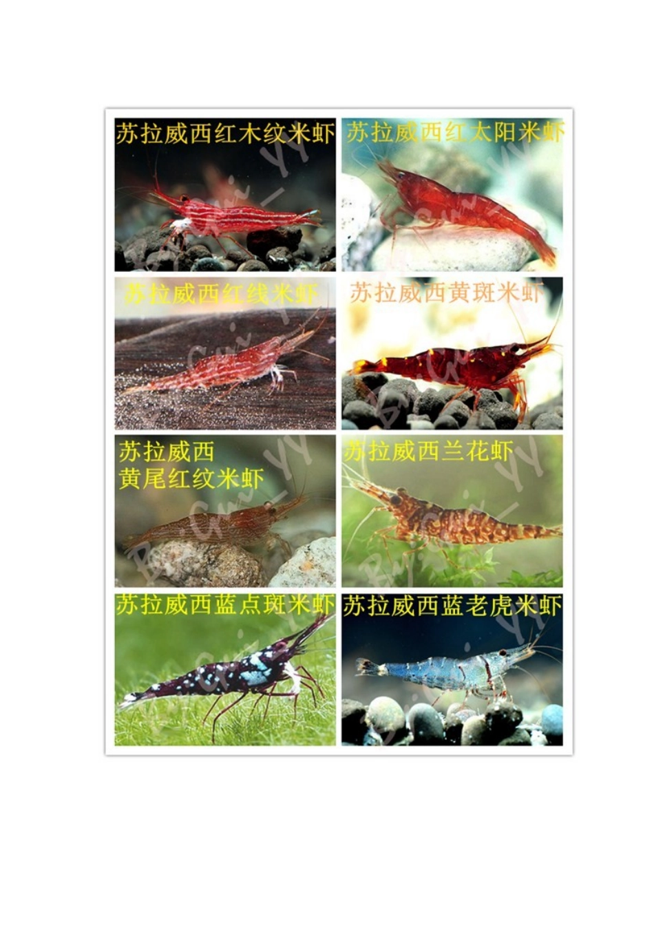 观赏虾图大全+观赏螺大全_第3页