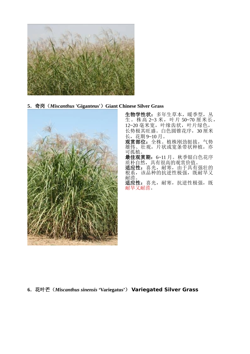 观赏草简介(34种)_第2页