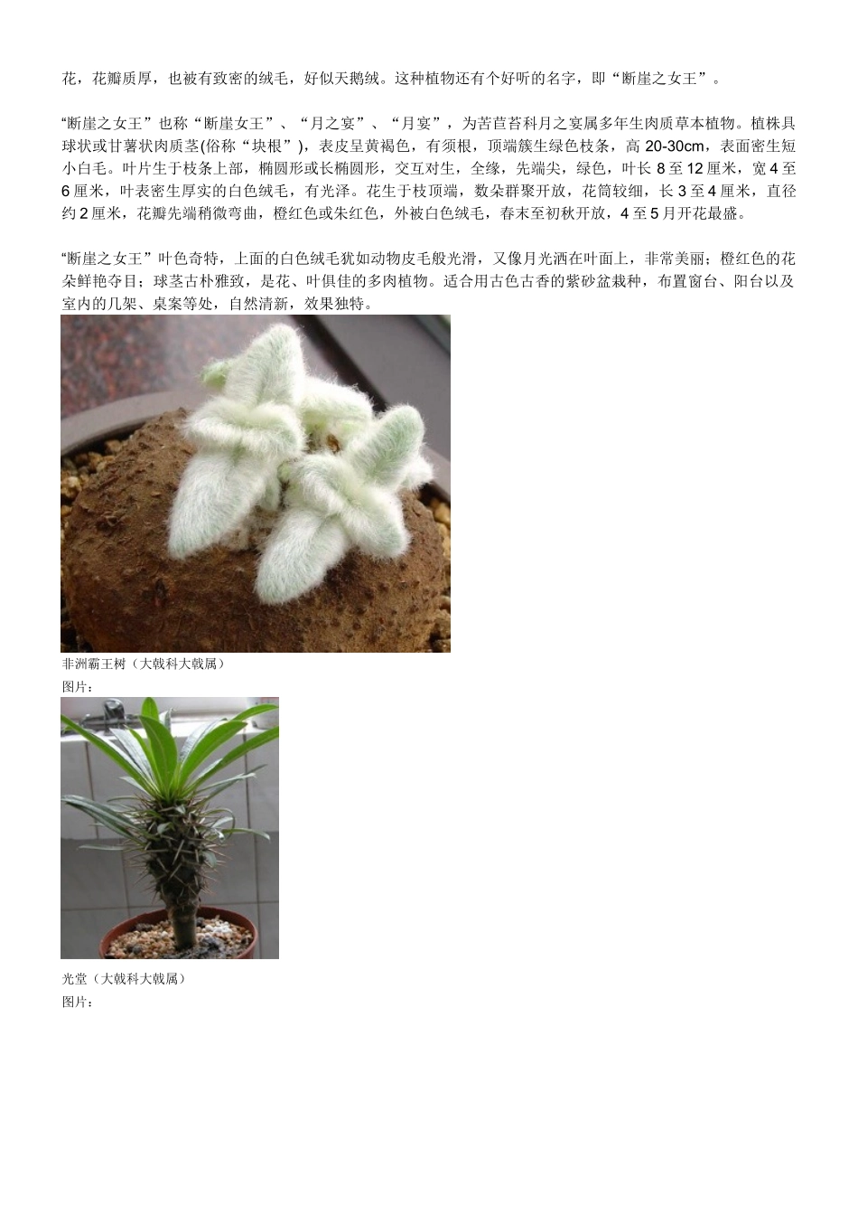 观赏植物图片集_第2页