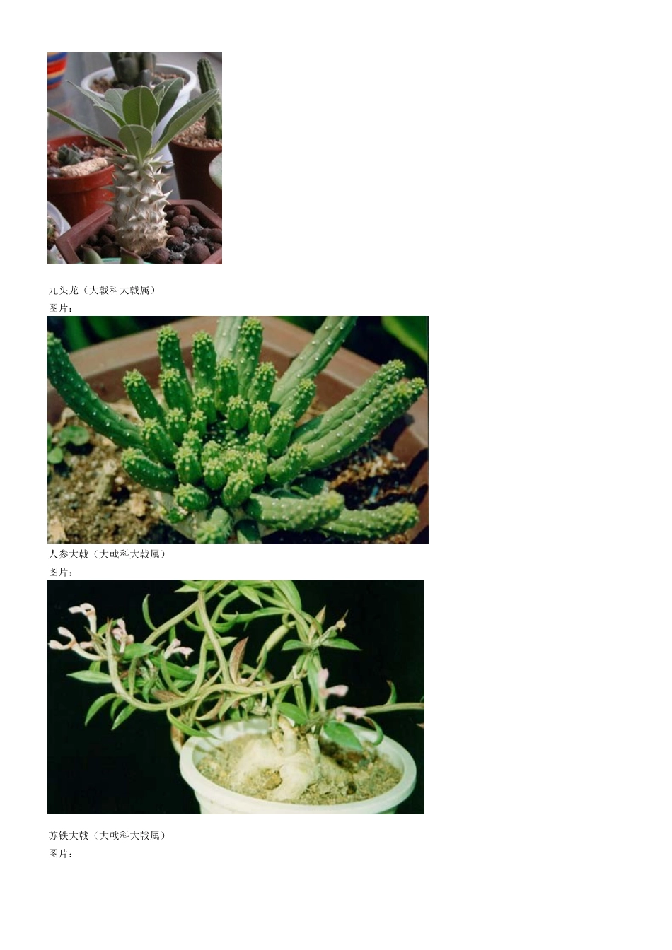 观赏植物图片集_第3页