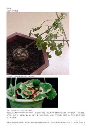 观赏植物图片集