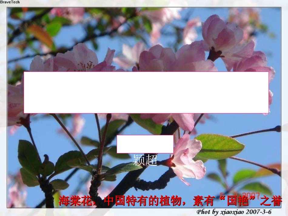 西花厅的海棠花又开了(kangxiaojia)_第2页