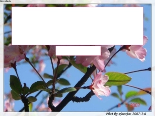 西花厅的海棠花又开了 课件