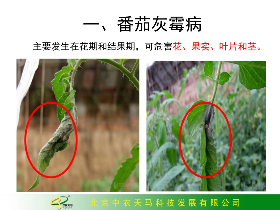 西红柿(番茄)的主要病害的诊断与防治1_第2页